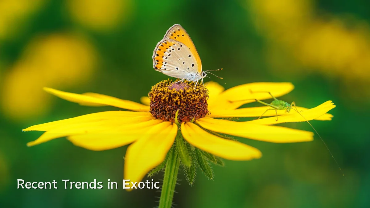 Recent Trends in Exotic