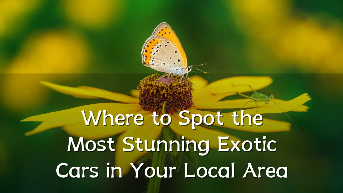 Where to Spot the Most Stunning Exotic Cars in Your Local Area