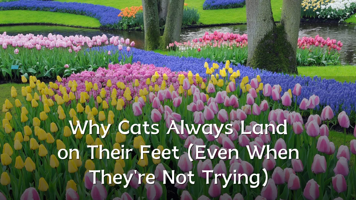 Why Cats Always Land on Their Feet (Even When They're Not Trying)